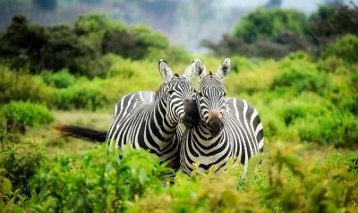 肯尼亚动物世界10天奇妙之旅